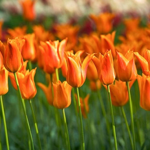 Tulipa Ballerina, Tulip 'Ballerina', Lily-Flowered Tulip Ballerina', Lily-Flowering Tulip 'Ballerina', Lily-Flowered Tulips, Spring Bulbs, Spring Flowers,Tulipe Ballerina, Orange Tulip, Lily-flowered tulip